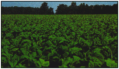 photo of crop