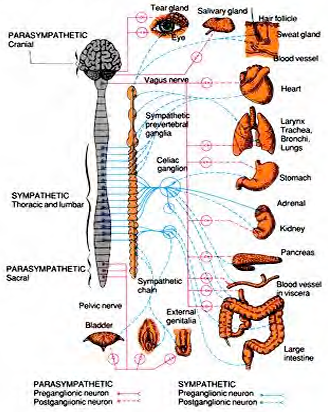 The autonomic Nervous System with pictures and labels of the cranial and senses and organs