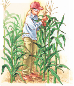 Child detasseling corn in a corn field