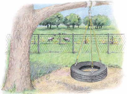 tree with tire swing