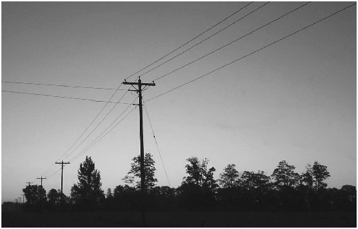photograph of trees and powerlines