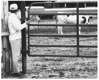 cows being watched by farmer