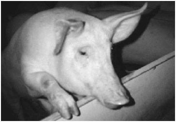 photograph of swine