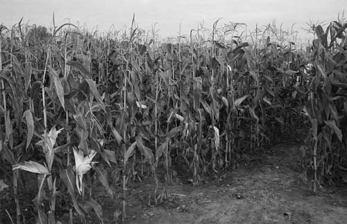 photograph of corn field