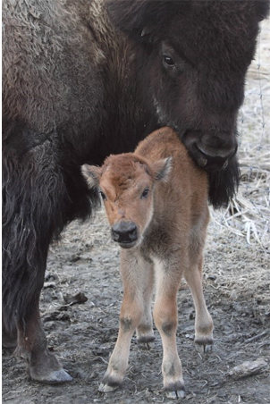bison with calf