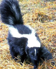 photo of a skunk