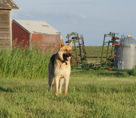 Photo of a dog on the farm