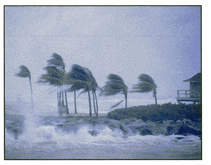 Photo of hurricane strength winds blowing palm trees near the coastline