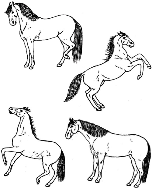 Horses pictures to learn about the body language for safety.
