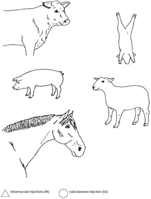 Animal diagrams where a student can mark where an injection could be made.