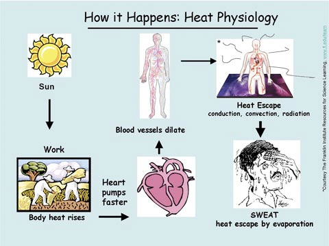How it happens: heat physiology chart where heat must escape through evaporation when you sweat and when body heat rises, the heart pumps faster