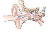 Graphic of an earplug correctly inserted into the ear canal