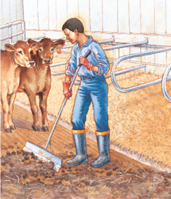 Child sweeping out calf pen