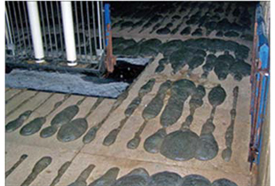 Photo of foaming manure pits through the slats of the floor