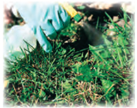 applying pesticides to grass
