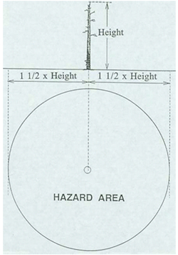 tree height and base