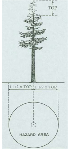 tree top