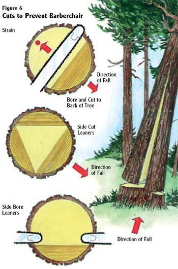 heavy leaning tree falling