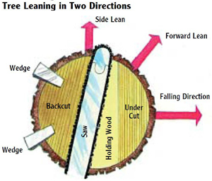 tree leaning in 2 directions