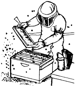 This is an image sketch of a beekeeper with honeybee box