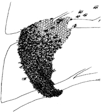 img sketch of bee swarm on a branch
