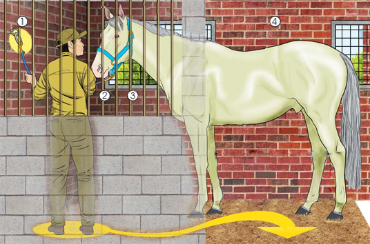 This is a picture of a horse within a stall with a worker 