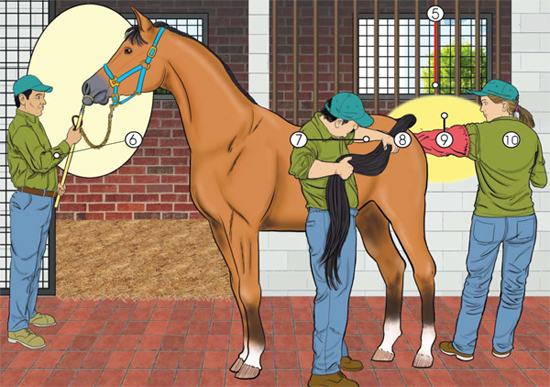 This is a larger drawing of the positioning of and restraining of a horse during a medical examination.