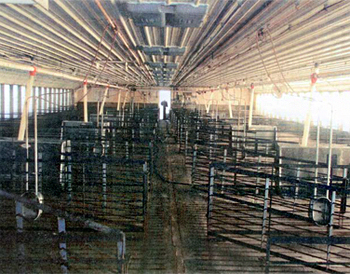 This is a picture of the interior of a swine barn