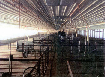 This is a photo of the interior of the swine barn