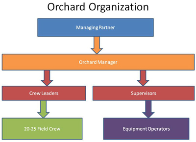 Orchard Organization- Managing Partner, to Orchard Manager down to both Crew Leaders and Supervisors, then from Crew Leaders to 20-25 Field Crew, and from Supervisors to Equipment Operators