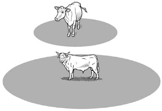 flight zones around cows