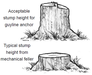 Example of an acceptable stump height for guyline anchors where there's enough space to make a groove and set the anchor, vs. a typical stump height form a mechanical feller which is relatively shorter and unsuitable for guyline anchors.