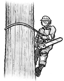 man with a chainsaw who climbed a tree