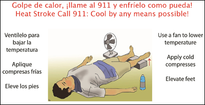 Heat stress- what to do illustration