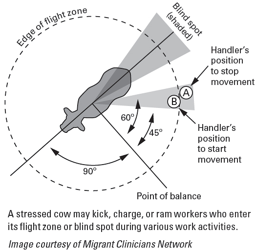 A stressed cow may kick, charge, or ram workers who enter
its flight zone or blind spot during various work activities.