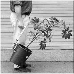 This is a photo of a person hoolding the handle of the lifting tool while they are upright, which is attached to a potted plant, and carrying it in that way.