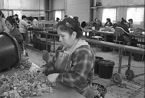 worker at bench hand-cutting stems