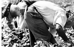 farm workers: foto copywrite 2000 by David Bacon
