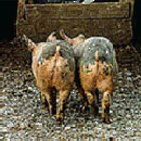 Photo of Pigs