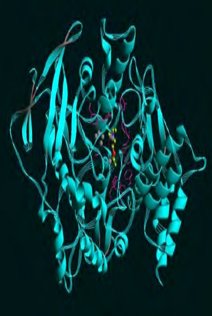 Image of the enzyme
