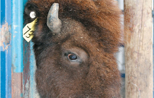 bison head