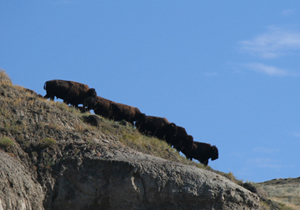 bison running downslope