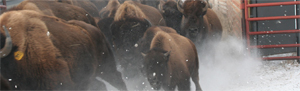 bison stampede