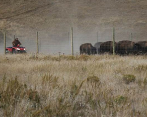 atv and bison