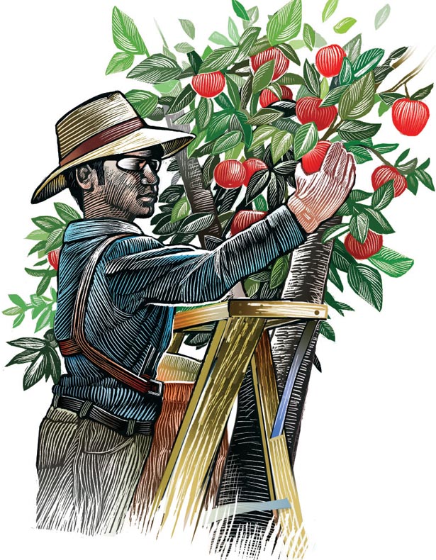 protected teen harvesting apples on a ladder