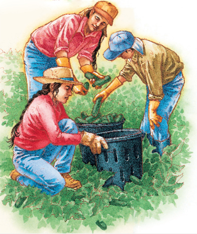 hand-harvesting vegetables