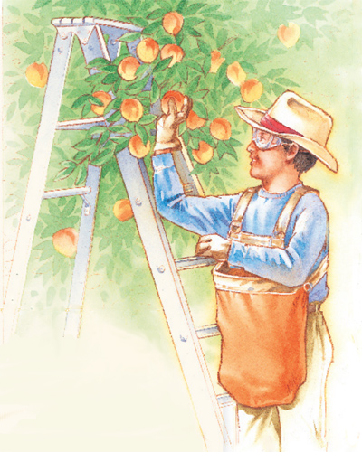Harvesting tree fruit