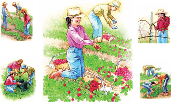 gardening activities montage