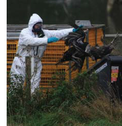 A worker disposing of H5N1-infected poultry. The worker is wearing personal protective clothing and equipment including hooded coveralls, gloves, a full-facepiece respirator, and foot protection (not visible in the photograph).