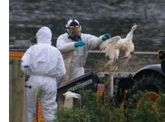 Two workers disposing of H5N1-infected poultry. The workers are wearing personal protective clothing and equipment including hooded coveralls, gloves, a full-facepiece respirator, and foot protection (not visible in the photograph).